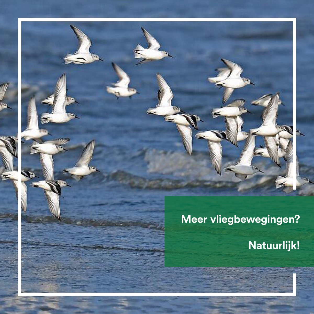 PvdDFryslan's tweet photo. 🐦⬛ Come fly with me....
Via #WATLAS 📡 🗺️ van het NIOZ kun je gezenderde vogels volgen in de westelijke #Waddenzee
🪶 Wie ze zijn, waar en hoe snel ze vliegen, waar ze rusten en foerageren.
👉 https://t.co/kCKYVY6MLc
🪽 Ruim baan voor deze vorm van vliegverkeer! 💚 https://t.co/Xw4sFwhhMv