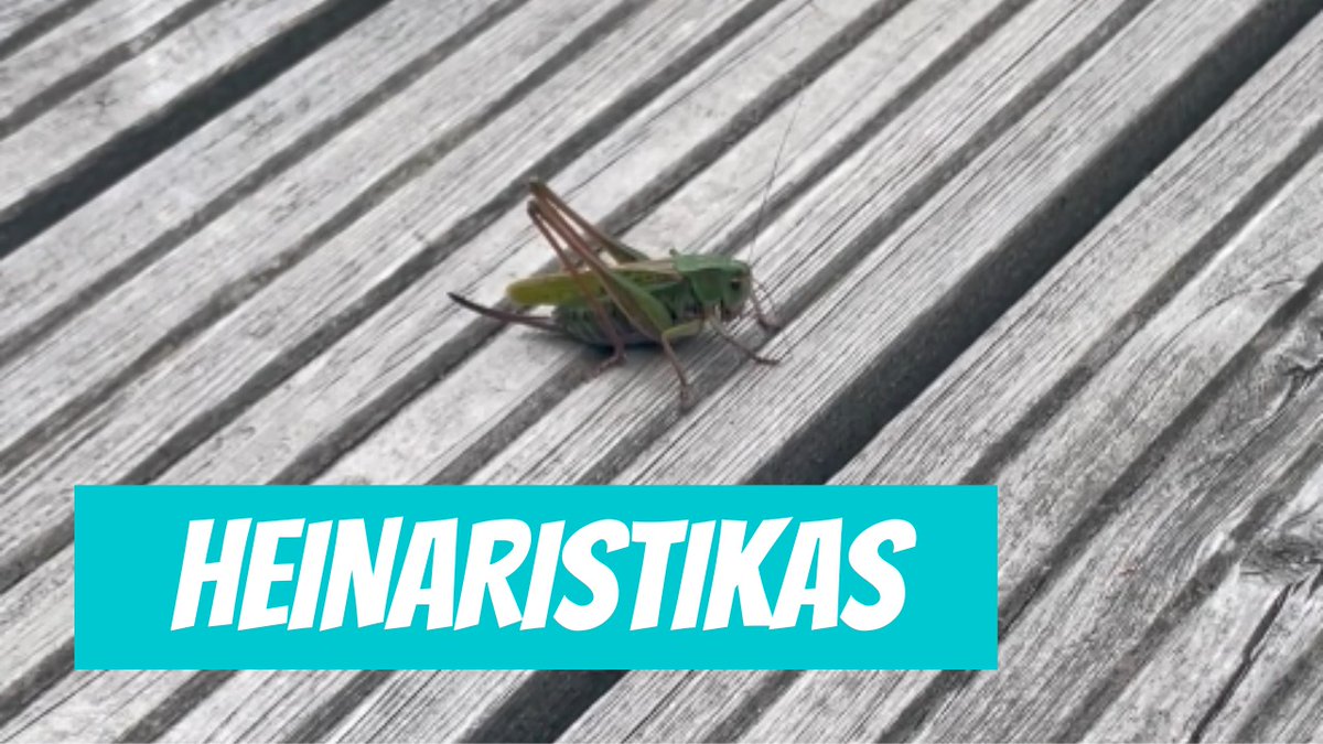 Heinaritsikas (Decticus verrucivorus; Wart-biter) youtube.com/shorts/816dFes…

🎥 Allan Zirk
📍#Eesti, #Valgamaa, #Kungi
🕐 2024-07-08

#Heinaritsikas #Decticusverrucivorus #Wartbiter #ristikas #rohutirts #eestiputukas #putukas #elurikkus