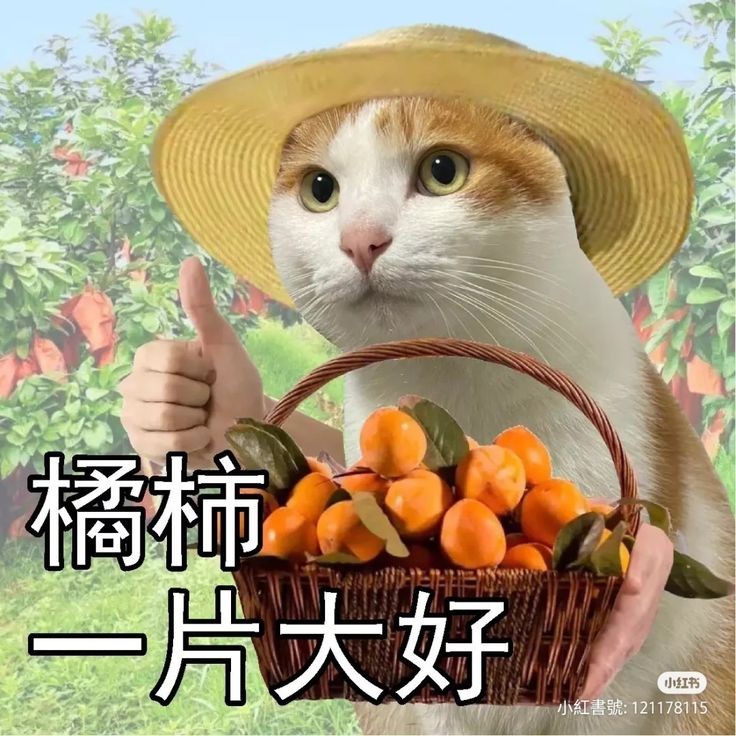overload✯рест tweet media