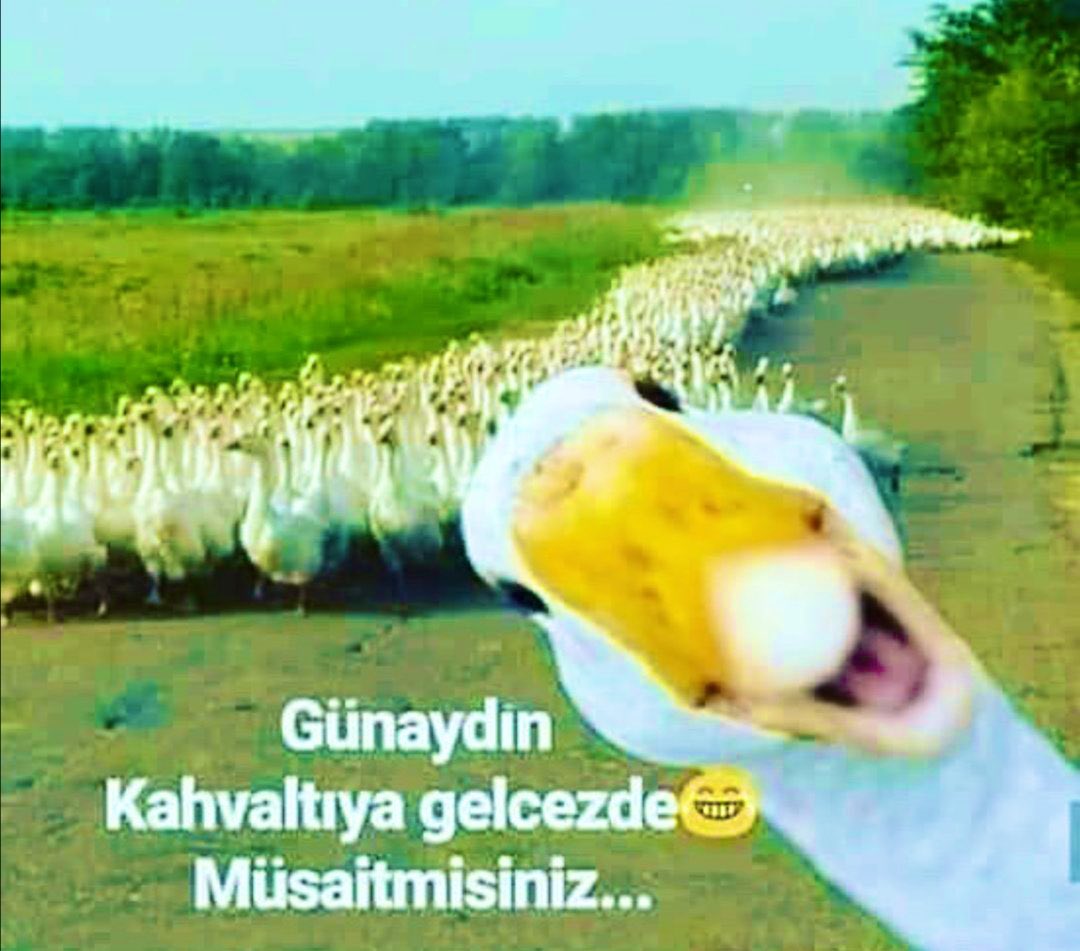 Günaydınnnnn☀️☀️☀️
Kahvaltıya gelecez🍩☕️🍪🥛
Müsaitmisiniz 🤓😎😋😜😆☺️
 🦢🦢🦢🦢🦢🦢🦢🦢🦢🦢🦢

Good morning☀️☀️☀️
We'll come for breakfast🍩☕️🍪🥛
Are you available 🦢🦢🦢🦢🦢