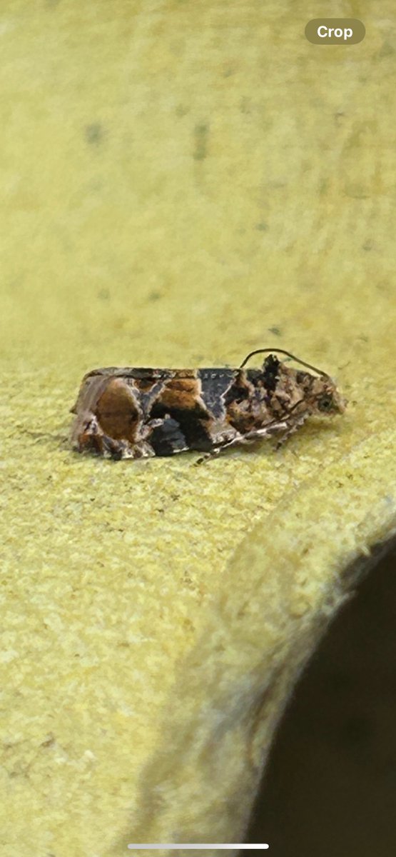 Matt Busuttil (@buffmypylon) on Twitter photo This appears to be Wood Marble Lobesia reliquana, the flight time is down as May-June and has been noted in August possibly as an immigrant. Looks nice and fresh though. 71 species last night, highlights-Hoary Fman and 2 Oak Eggars <a href="/MigrantMothUK/">Migrant Lepidoptera</a> <a href="/griffiths_lyn/">Lyn Griffiths</a> #UKmoths This appears to be Wood Marble Lobesia reliquana, the flight time is down as May-June and has been noted in August possibly as an immigrant. Looks nice and fresh though. 71 species last night, highlights-Hoary Fman and 2 Oak Eggars <a href="/MigrantMothUK/">Migrant Lepidoptera</a> <a href="/griffiths_lyn/">Lyn Griffiths</a> #UKmoths