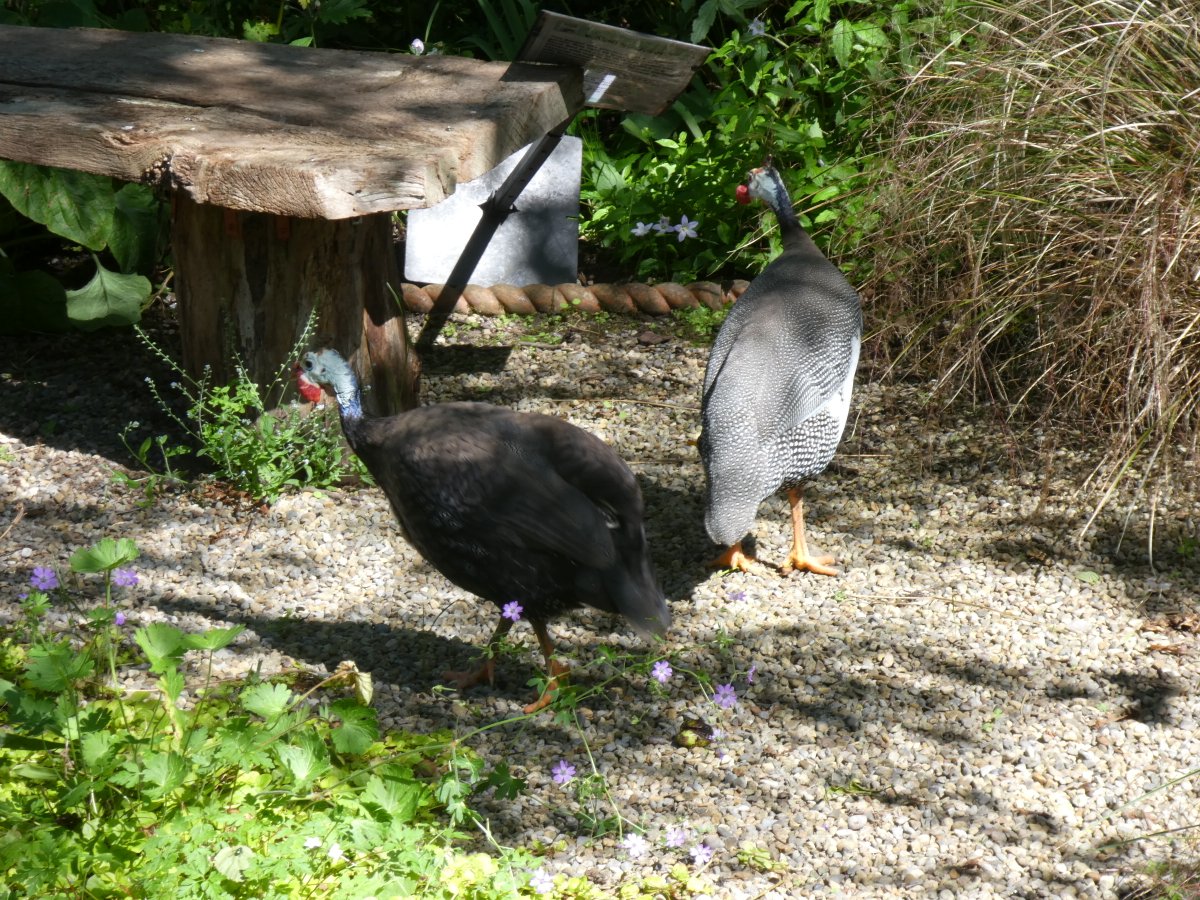 SLGardens's tweet photo. We are closed this weekend so I am entertaining my Great Grandsons, football and games rather than plants so here are my 'Slug Pellets' instead
#OrganicGarden #SlugPellets #Slugs #GuineaFowl #Family #OpenGarden #Yorkshire https://t.co/MbG3xltVz2