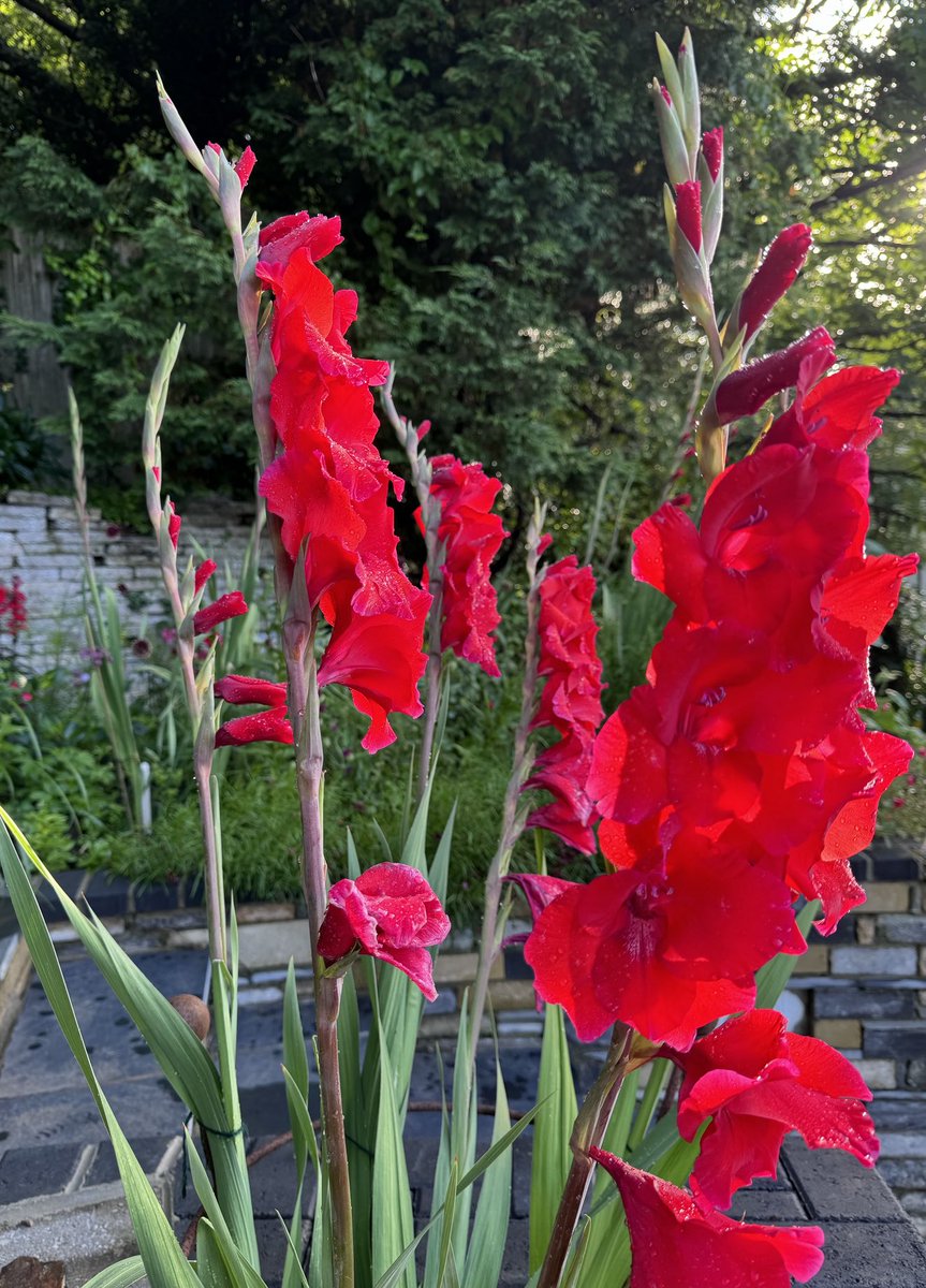 suekentathome's tweet photo. Gladiolus Roma have arrived! the star of my new hot borderI am becoming a red flower convert #gladiolus #hotborder #redflowers https://t.co/5v4y7xT9D5