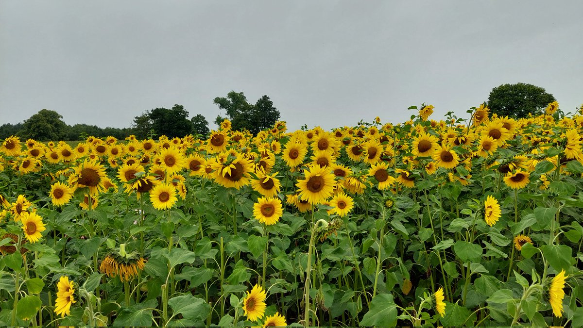 Bill Pearson tweet media