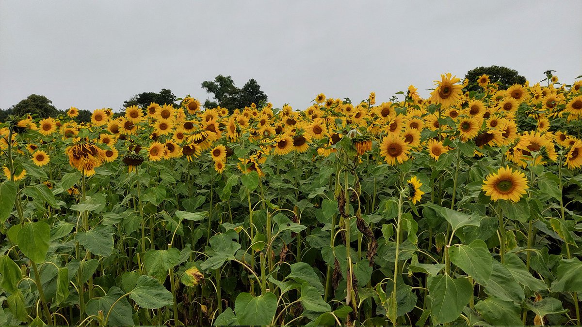 Bill Pearson tweet media