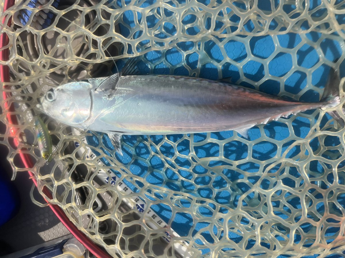 fisherman1209's tweet photo. 南房SUPフィッシング
ソウダガツオ　ペンペン　カサゴ②
夏ですね‼︎
デカシイラ2本バラシ…残念…
#supfishing 
#南房
#sicmaui https://t.co/t0ctc4HREQ