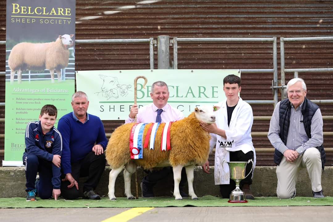 BelclareSheep's tweet photo. 🏆The Belclare Sheep Society hosted its 2024 premier sale at Cillin Hill, Kilkenny, on Tuesday, August 6th. 

🏆Overall Champion Belclare 
Lot 41 Ram Lamb – Charles Hughes LANKILL KOI
  
🏆Reserve Champion Belclare
Lot 89 Ram Lamb – Paul Smyth SILVERBROOK KANE https://t.co/ol9b4rlAkQ