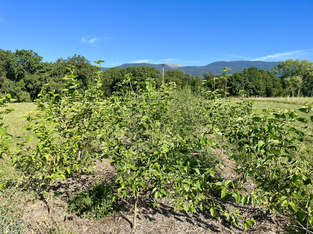 PierreMariotte's tweet photo. Fodder tree hedgerow with Morus alba🌳
#AgroForageTreeProject @agroscope @JBotzas @GrossiordCha @JensLeifeld @snsf_ch #Agroforestry #Grasslands https://t.co/whtGppPA2V
