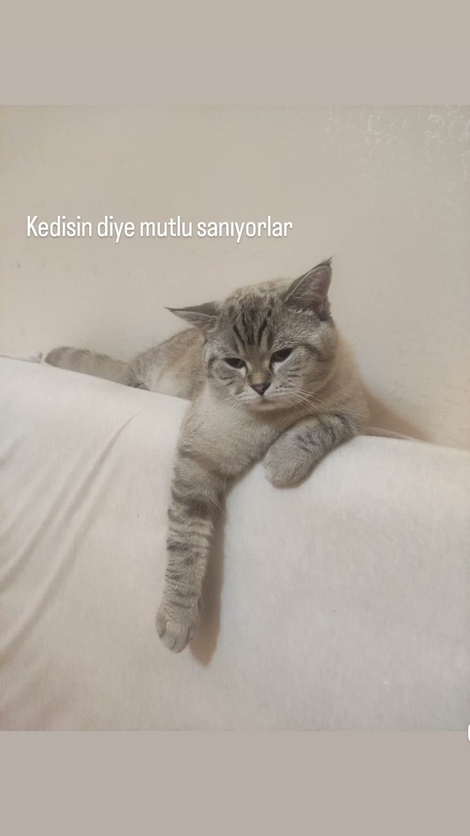 Kedisin diye mutlu sanıyorlar