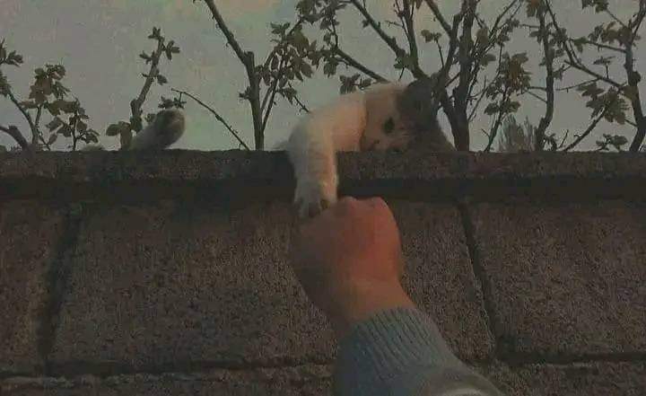 Hanoo pari 😍💫🌹 tweet media