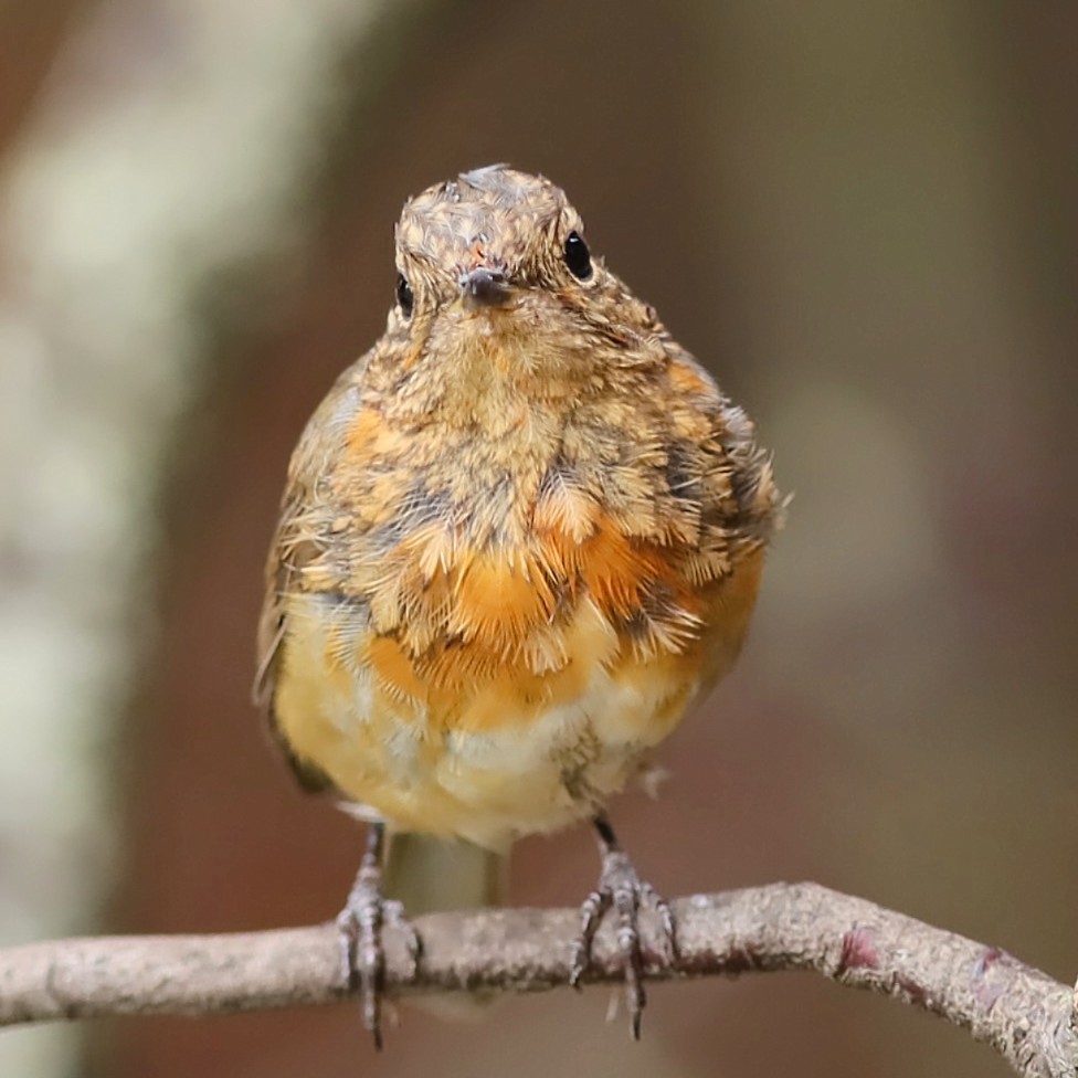 fo5tered's tweet photo. This juvenile Robin has started to visit the seed and mealworm buffet on a regular basis. It often gets chased away by my garden Robin 'Twiglet', which I'm sure is the father #DDOR https://t.co/zSuJ3yH8ml