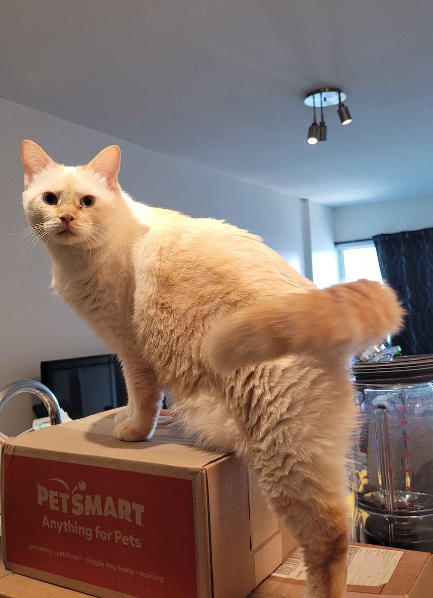 🥳 Athena turned 3 today! 
Got her a new toy and her favorite snacks! 

She inspected the packages of course