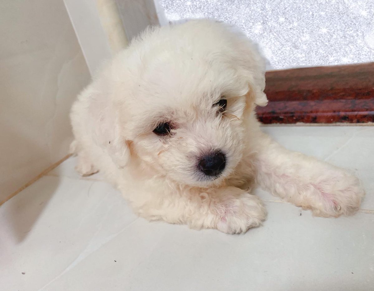 かわいいやつです