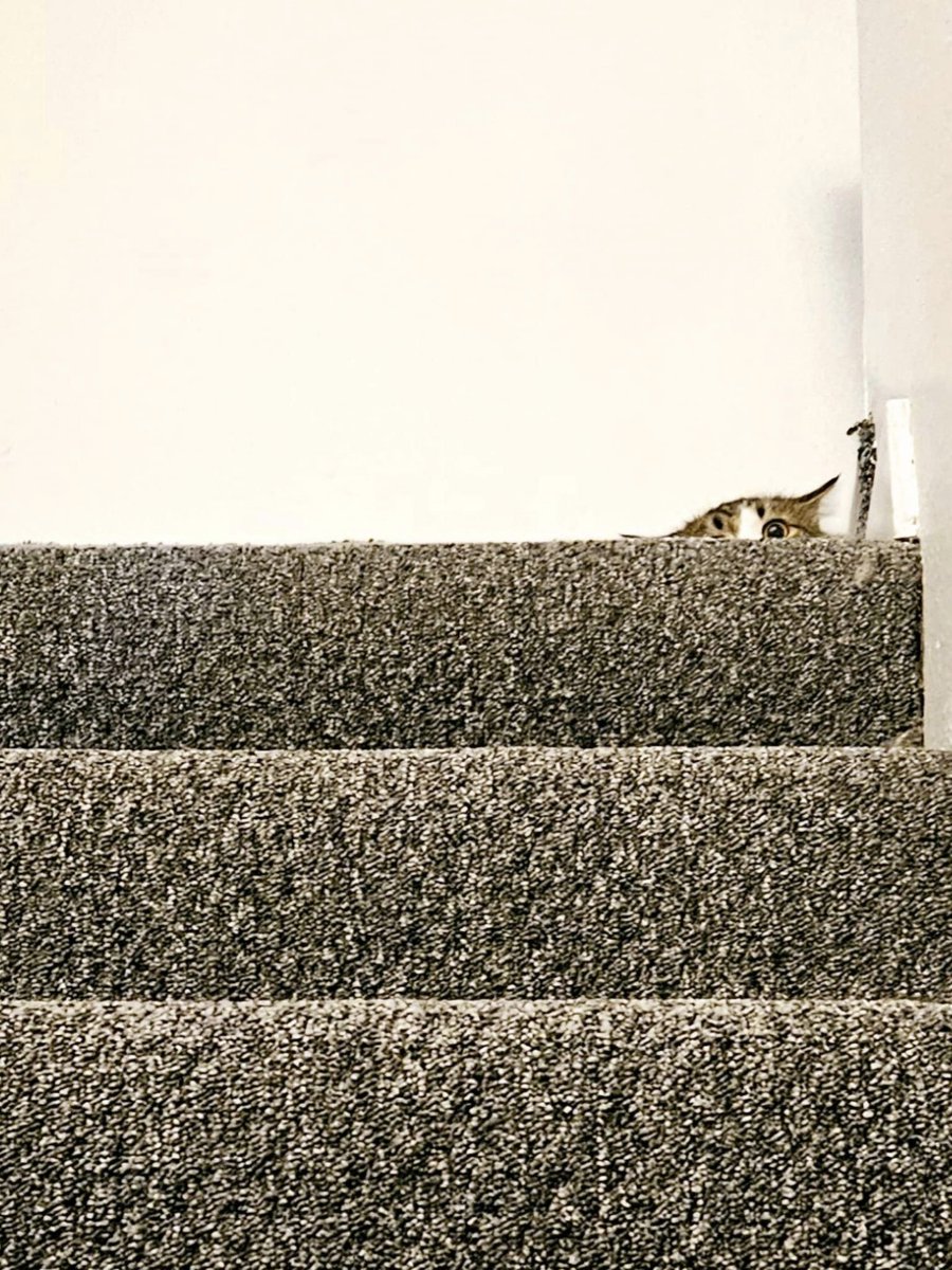 Everyone, meet Miss Tilly Bean. She is smol and sassy and absolutely perfect.