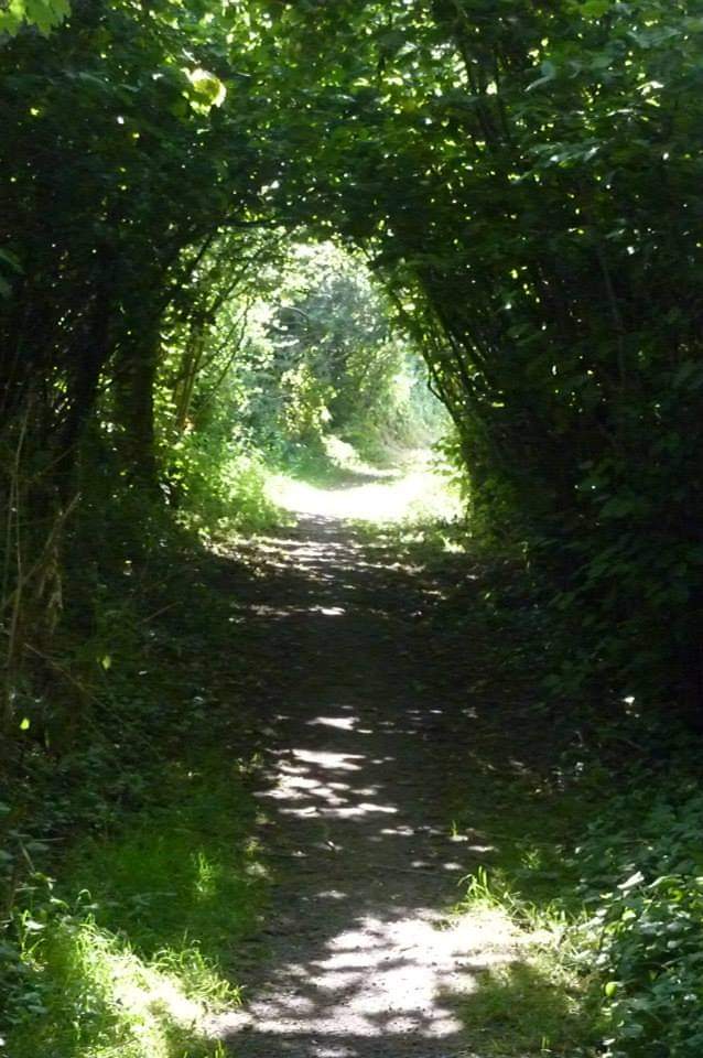 Path of the day 🍃🌿🌳
