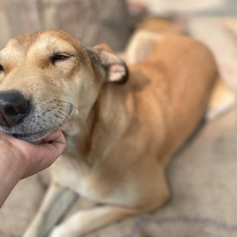 Keyif alarak öldürüyor, zehirliyor, başını kesiyor, zerre üzülmüyorlar. Bir canlıya bunu yapabilmekle yapamamak arasındaki fark, özünde iyi insan ve kötü insan olmanın farkıdır.  #TürkiyedeKatliamVar