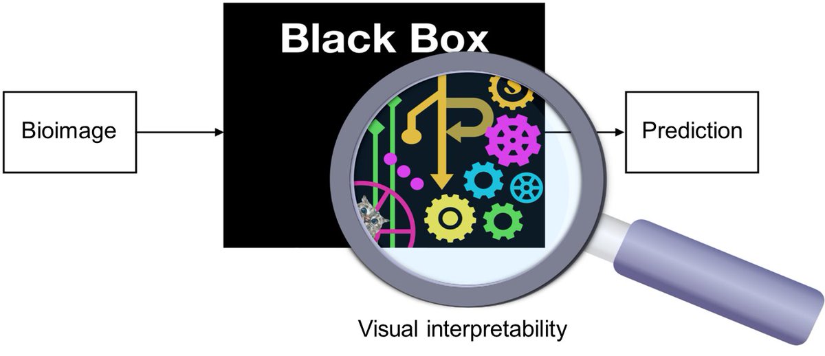 Deep learning's success in bioimaging comes at the expense of lack of biologically meaningful interpretations.

In a new Comment we discuss the motivation, current state, and future potential of Explainable Artificial Intelligence (XAI) in bioimaging 💫

rdcu.be/dQuwH