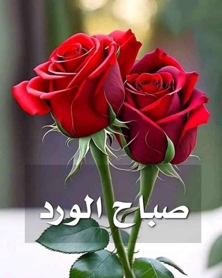 Ziad Alkakoun (@zalkakoun72135) on Twitter photo 