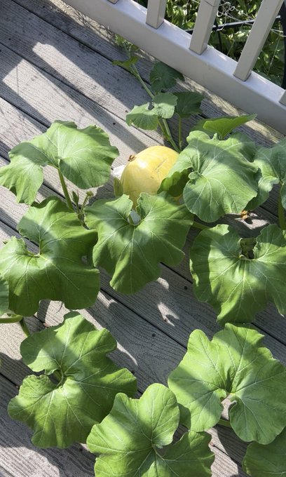 Peter is 1 week old today lol. Crazy.  My deck pumpkin 😂 Thriving.  Werk soon.  Washed the hair. Takes<a href="/tag/smile"class="tags"><span>#smile</span></a><a href="/tag/car"class="tags"><span>#car</span></a><a href="/tag/happy"class="tags"><span>#happy</span></a><a href="/tag/saturdayvibes"class="tags"><span>#saturdayvibes</span></a>