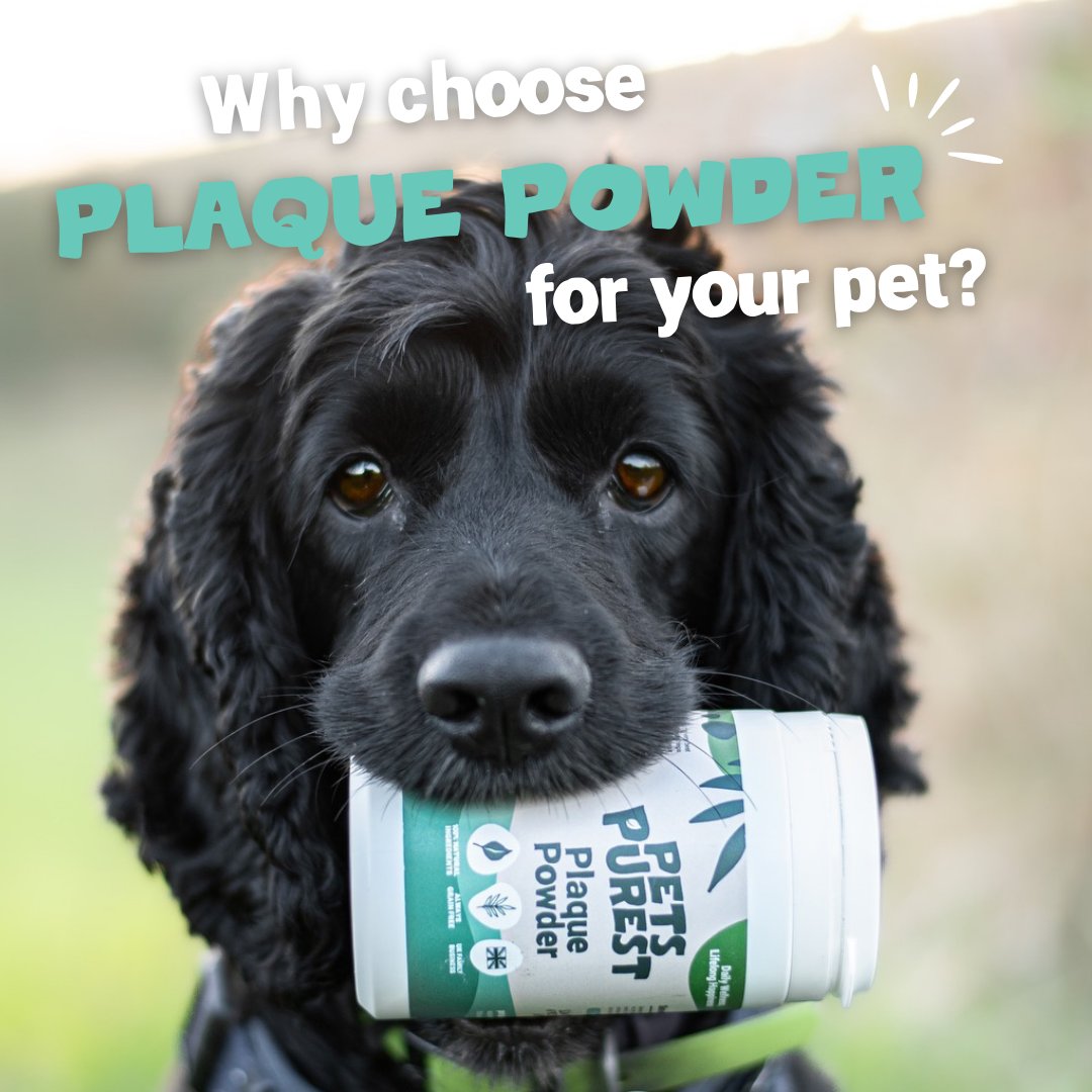 Pets Purest tweet media
