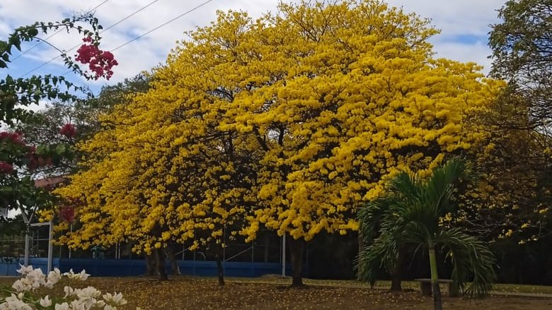 eBellmain's tweet photo. Siempre presente en mi mente y corazón💞hasta siempre, cuando vuelvas a florecer🍂 https://t.co/3iO8zzPRMg