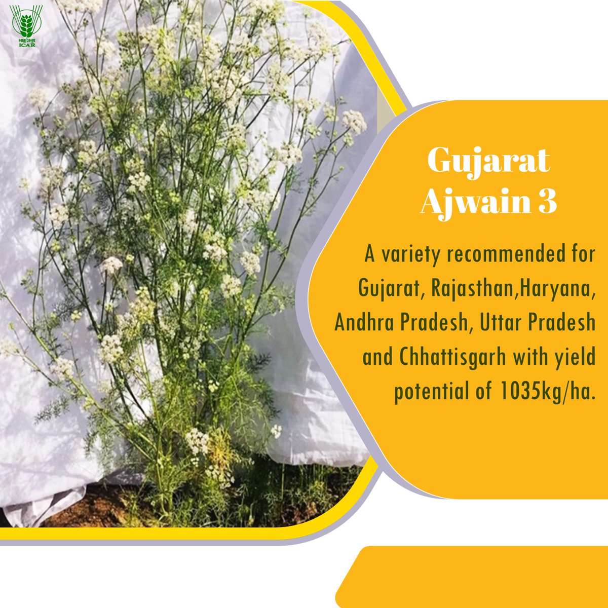 KamrupKvk's tweet photo. Gujarat Ajwain 3: a variety recommended for Gujarat, Rajasthan, Haryana, Andhra Pradesh, Uttar Pradesh and Chhattisgarh with yield potential of 1035 kg/ha. #109varieties #OneICAR @narendramodi @PMOIndia @ChouhanShivraj @PIB_India @AgriGoI @mygovindia https://t.co/ex8QPNNgMk