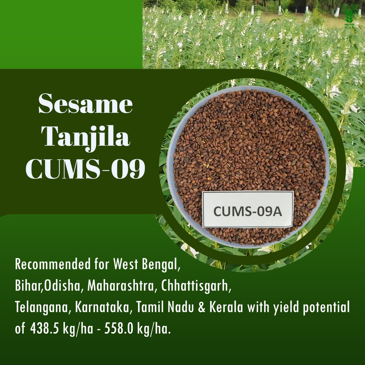 KamrupKvk's tweet photo. Sesame Tanjila CUMS-09A: recommended for West Bengal, Bihar, Odisha, Maharashtra, Chhattisgarh, Telangana, Karnataka, Tamil Nadu &amp; Kerala with yield potential of 438.5 kg/ha - 558.0 kg/ha. #109varieties #OneICAR @narendramodi @PMOIndia @ChouhanShivraj @PIB_India @mygovindia https://t.co/N63jWH41sJ