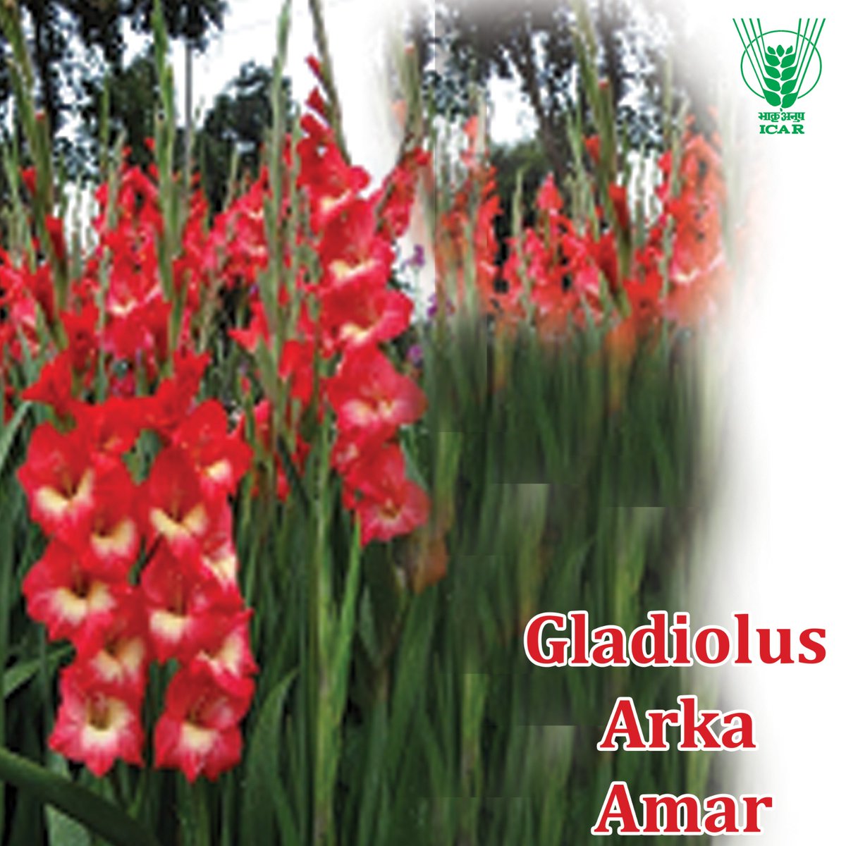 KamrupKvk's tweet photo. Gladiolus Arka Amar: a hybrid flower variety recommended for Himachal Pradesh, Punjab, Jharkhand, Andhra Pradesh and Maharashtra with yield potetial of 17 florets/spike.  #109varieties #OneICAR @narendramodi @PMOIndia @ChouhanShivraj @PIB_India @AgriGoI @mygovindia https://t.co/6lZVB9QJYr