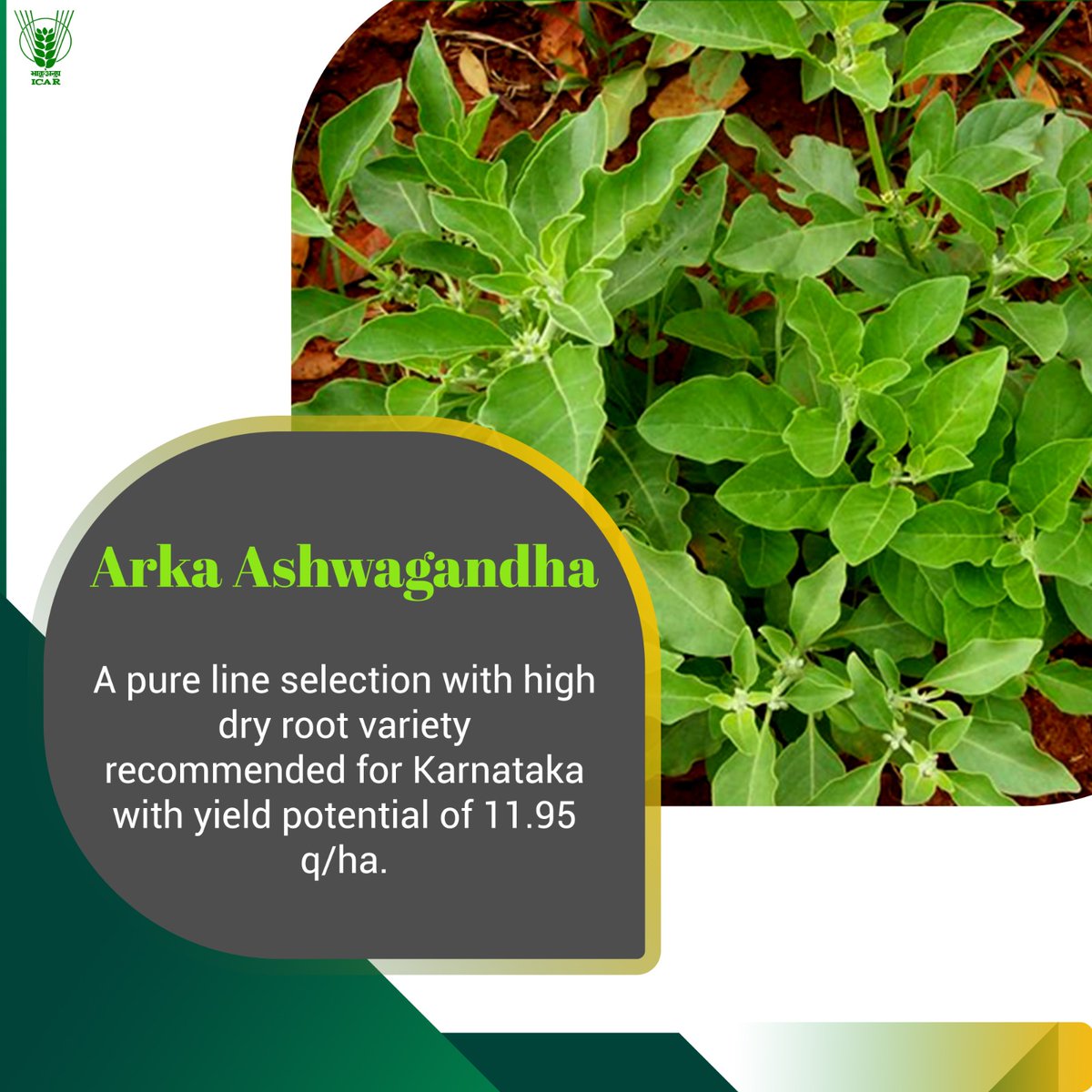 KamrupKvk's tweet photo. Arka Ashwagandha: a pure line selection with high dry root variety recommended for Karnataka with yield potential of 11.95 q/ha. #109varieties #OneICAR @narendramodi @PMOIndia @ChouhanShivraj @PIB_India @AgriGoI @mygovindia https://t.co/nCB7Srhh5z