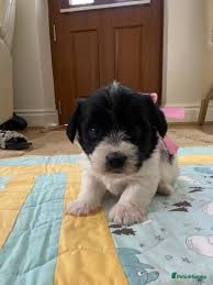 Meet the newest member of the Mr. Pope household Tilly 🐶🖤🤍 - 10 week old Coton Russel mix