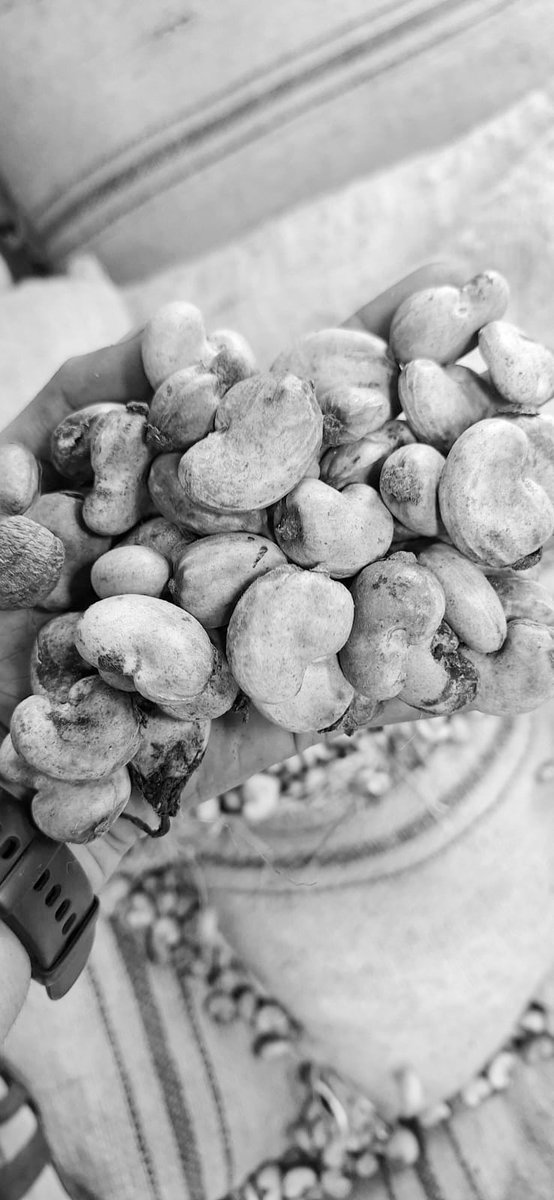 saurabhjain1706's tweet image. #ShreefoodProcessor

2nd lot of 7 containers of Raw Cashew Nuts arrives at our processing unit in this month. 

Happy to deliver the milky white Kernals after processing to our consumer.