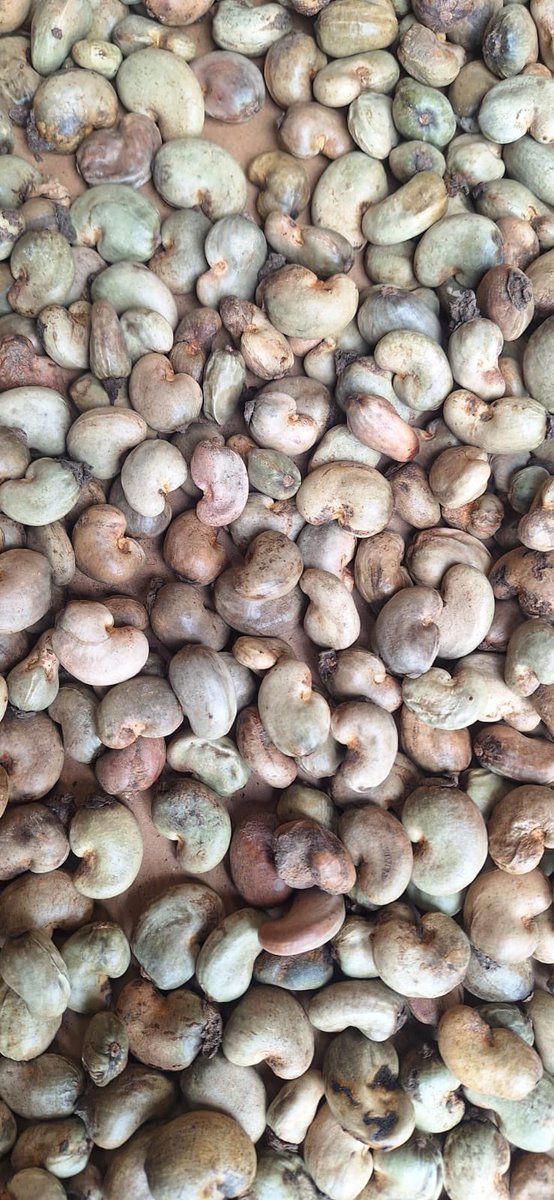 saurabhjain1706's tweet image. #ShreefoodProcessor

2nd lot of 7 containers of Raw Cashew Nuts arrives at our processing unit in this month. 

Happy to deliver the milky white Kernals after processing to our consumer.