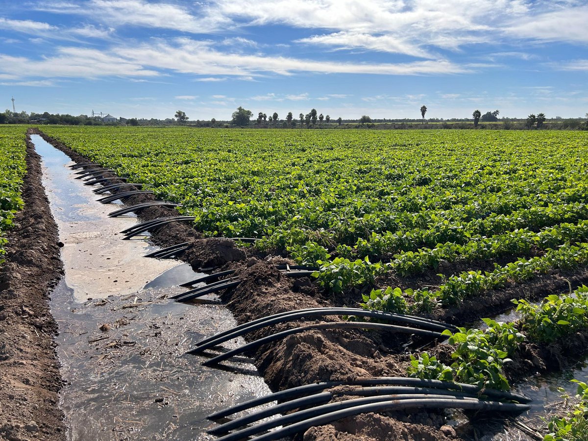 enteratealdia.com.mx
Impacto de la escasez de agua en la agricultura del Norte de Sinaloa:  César Galaviz. AARFS.
facebook.com/share/p/jgKVDg…
<a href="/AlertaQro/">AlertaQro Noticias</a> <a href="/DiarioQro/">Diario de Querétaro</a> <a href="/DiarioQro/">Diario de Querétaro</a> <a href="/agro_aarfs/">AARFS A.C</a> <a href="/El_DiarioMx/">El Diario Mx</a>