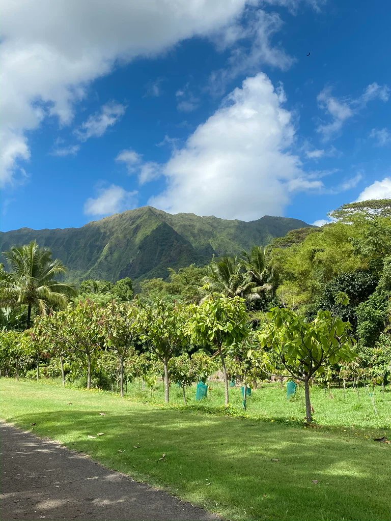 KingWobil's tweet image. Added together, these issues provide a clearer picture as to why we find ourselves with such a significant deficit.
(Credit to @Czapp_portal)

📸: @ConfectioneryNw; @TechnoServe; @GrandSur

3/3

#AgriDirectGh #cocoaproduction #illegalmining #cocoa #chocolate #foodsecurity #LUFC