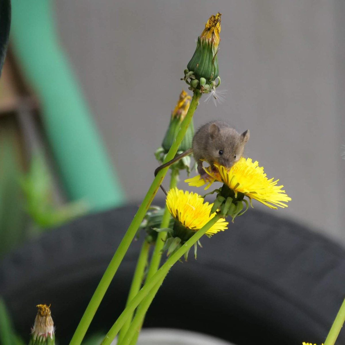 fruitbat111's tweet photo. @Sam_Alexandra23 Flower pic with a passenger https://t.co/zvw7XWBxPG
