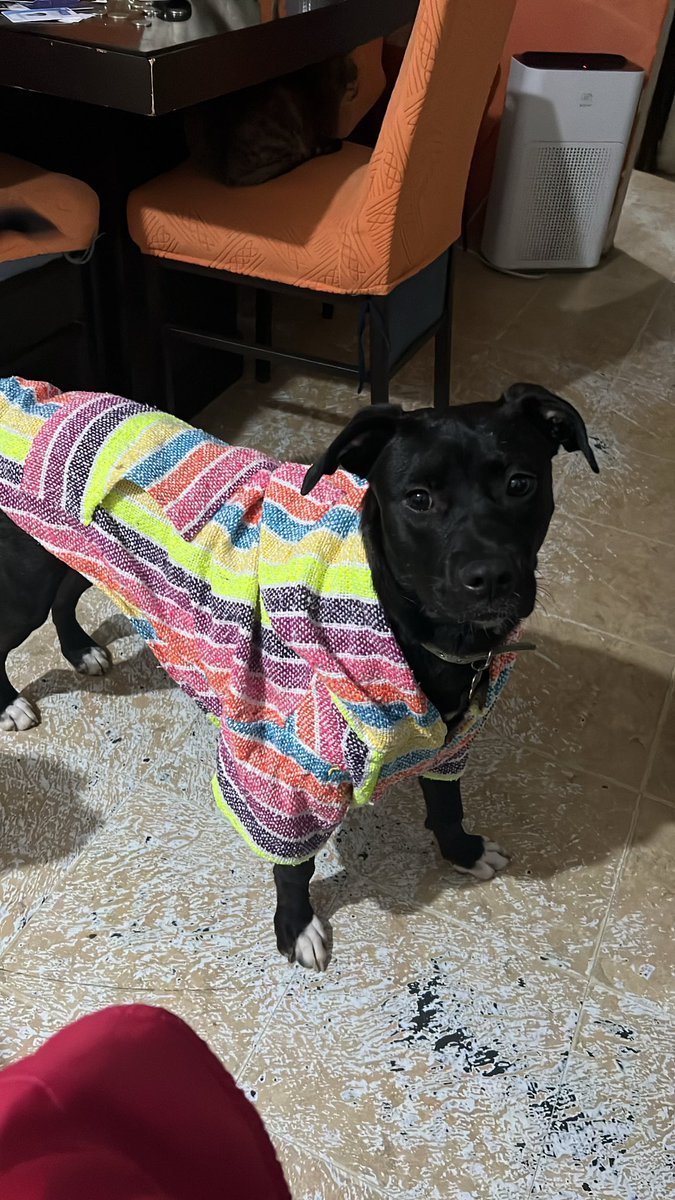 inkalico's tweet photo. Estaba viendo las fotos de Lana. Esa es la primera foto que vi de ella y con la dije NECESITO ADOPTARLA 😭 y mírenla ahora toda grandota e igual de terreneitor. La amo con todo mi ser ❤️💖💙💜💓🖤💛💚🧡💝 https://t.co/RxGHRhurjx