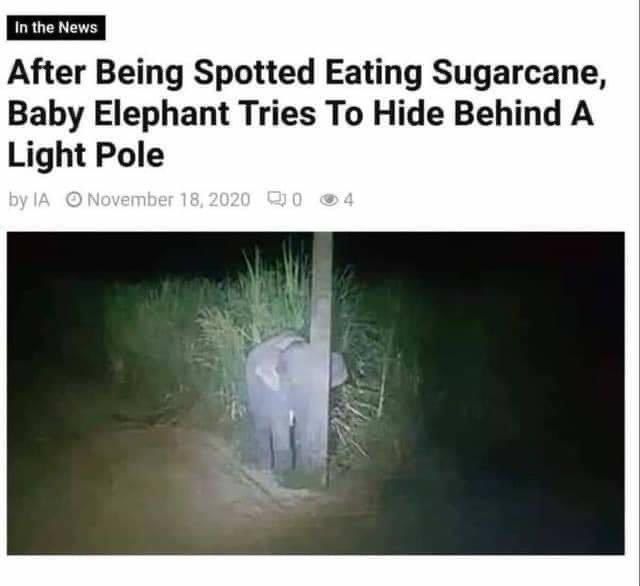 What elephant