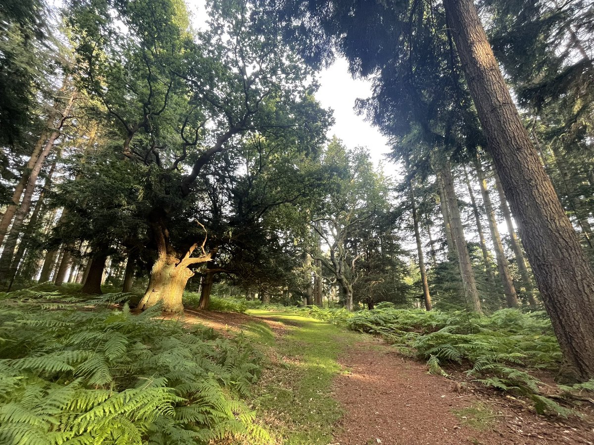 New Forest Walks tweet media