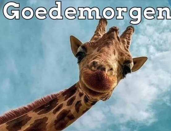 🐍Cobra_NL🏍 tweet media