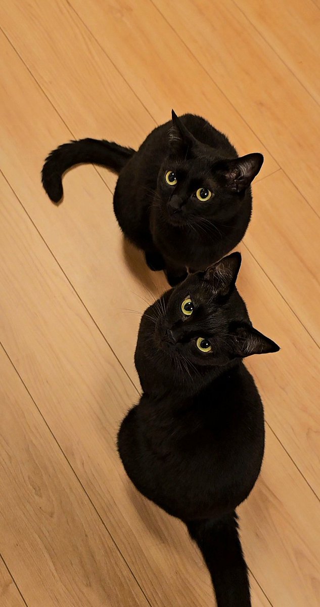 ｷｬﾜﾜﾜﾜーっ🫣💕💕