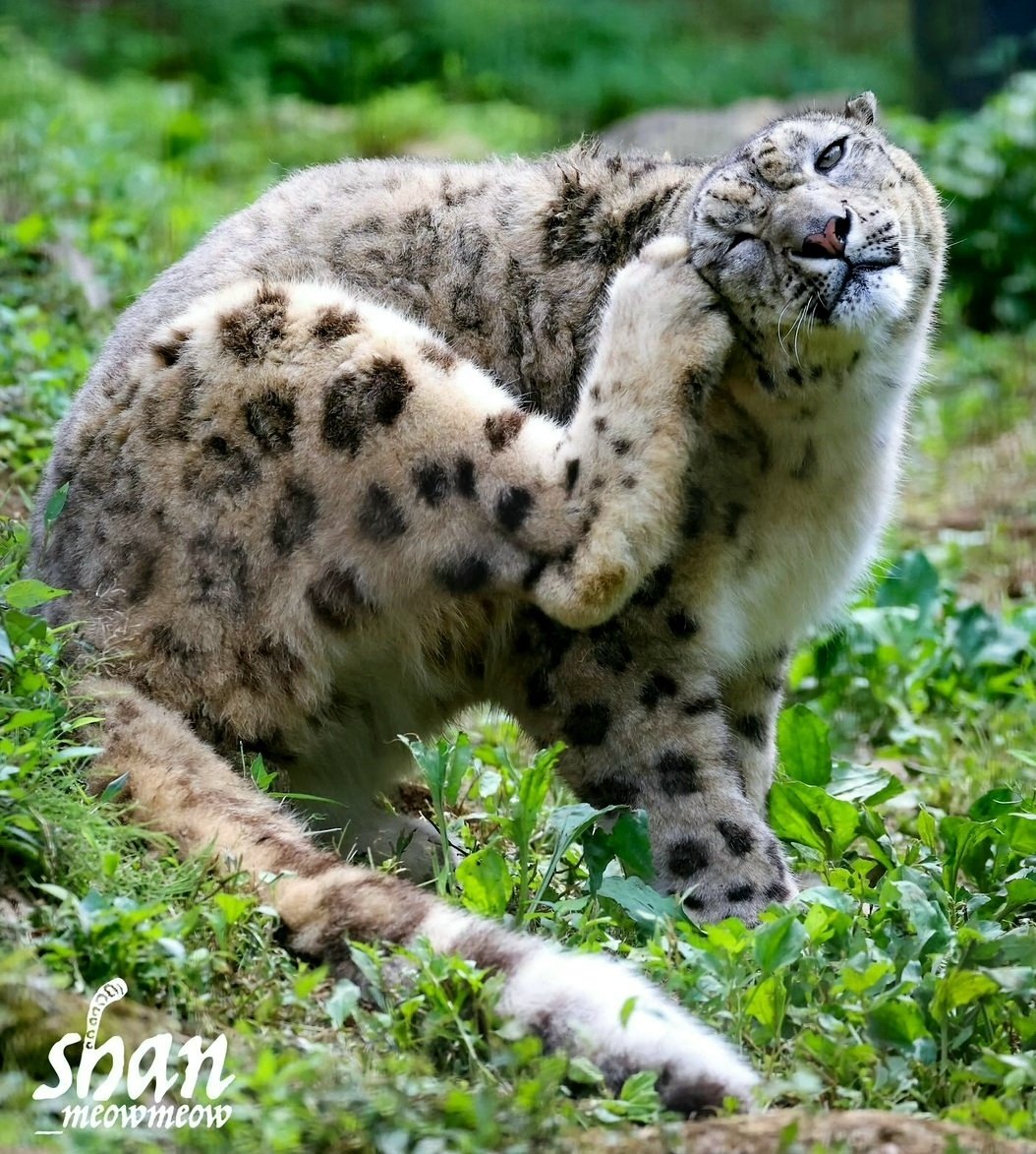 snepreactions's tweet image. annoying itch #scrubbing #scratching #snowleopard