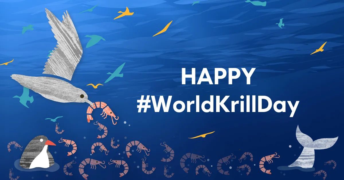WorldOceansDay's tweet photo. It’s #WorldKrillDay 🦐 DYK? Antarctic #krill act as a giant conveyor belt, constantly moving carbon down from the water’s surface by eating carbon-capturing algae, then dropping carbon-filled poop at the bottom of the ocean. Today we celebrate this tiny but mighty crustacean! https://t.co/5Bhzju7vaL