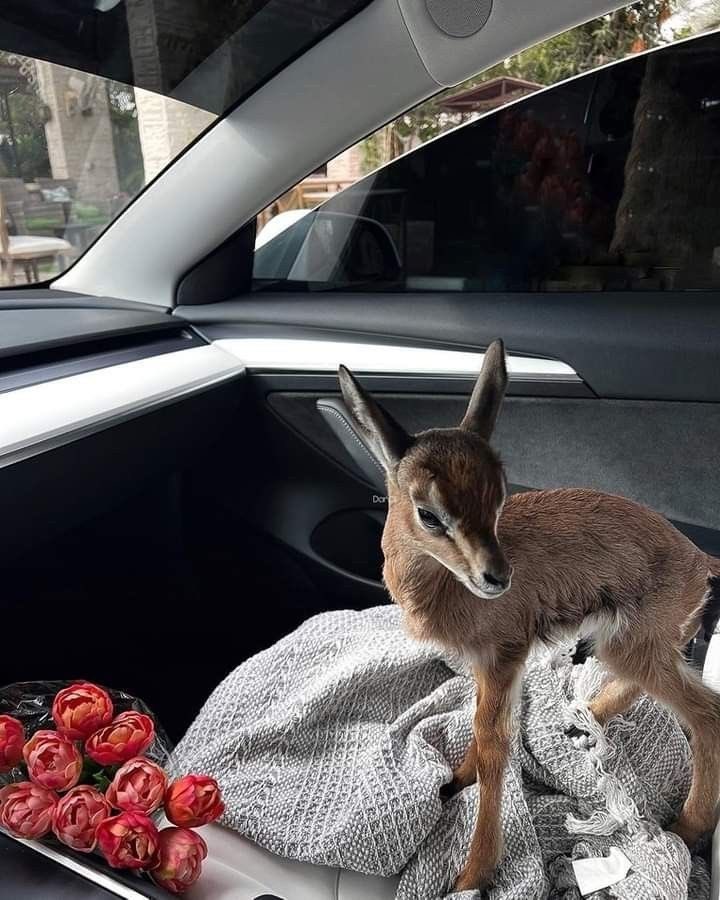 عداء مسافات الطويلة ⛰ tweet media