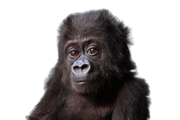 Tiny Gorilla tweet media