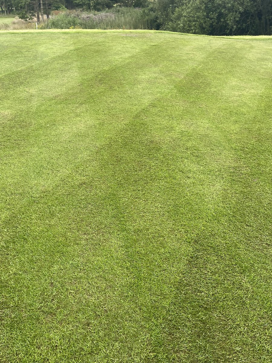 5 weeks after sowing a newly constructed 4th green <a href="/WESTHILLGOLF/">Westhill Golf Club (Aberdeenshire)</a> with Barenbrug Classic supported by 10% Ultrafine 100, the coverage and quality is superb. 
An application of ICL Gronamic 16.3.6 is pulling establishment along nicely⛳️👌🏻