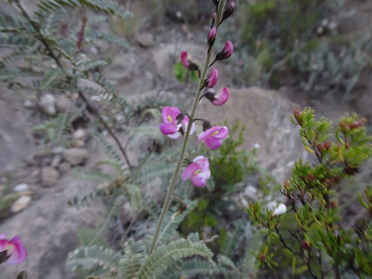 ferchinchin's tweet image. ❝Life really begins at forty. Until then, you're just doing research❞.
⭐  Carl Jung

 🌿  𝐶𝑜𝑢𝑟𝑠𝑒𝑡𝑖𝑎 𝑑𝑢𝑏𝑖𝑎 (Kunth) DC. ➤ 𝙵𝙰𝙱𝙰𝙲𝙴𝙰𝙴.
#Coursetia #Life #Forty