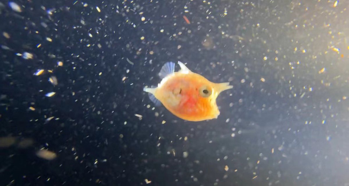 m8603123's tweet image. #fishfish