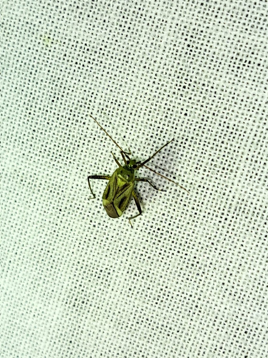 Rond middernacht vlinders gespot met laken en lamp. Dik 50 waarnemingen, waarvan 15 voor mij nieuwe soorten. Bv Gewone coronamot en Vierpuntsierblindwants <a href="/vlinderNL/">De Vlinderstichting</a> #mijn1000soortentuin