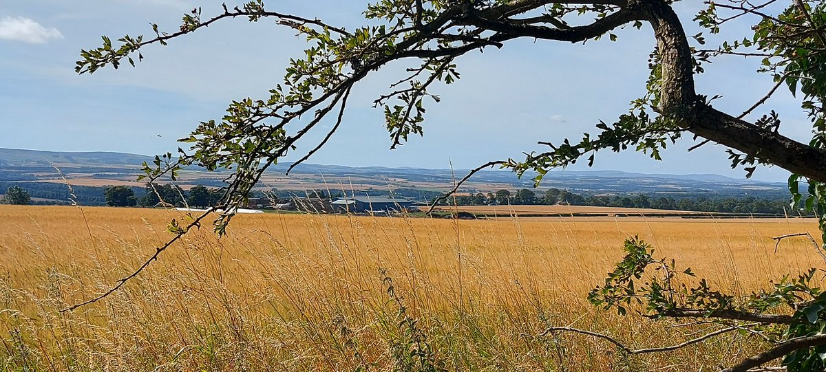Michael50392771's tweet photo. Garleton hills #eastlothian https://t.co/2L5iH96iLt