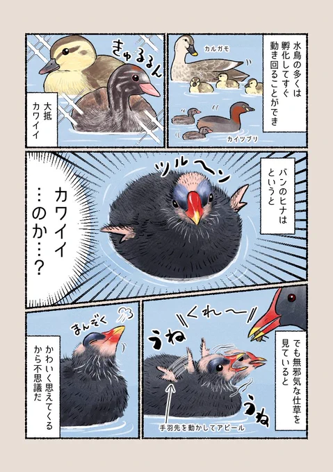 意外と知らない鳥の生活 
「ヒナはみんなカワイイ」
実物を見ればわかってもらえるはず…! 